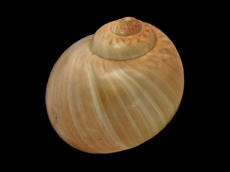 Adapertural (back) view of Euspira catena.