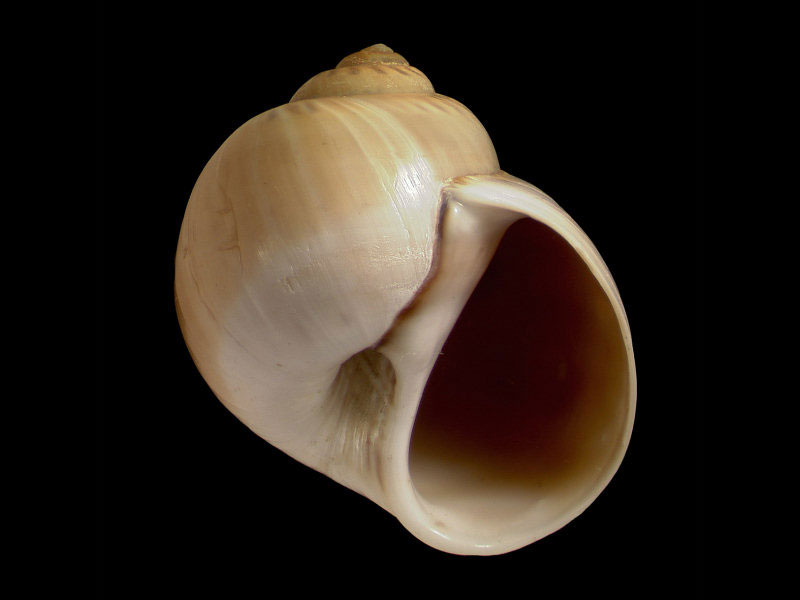 Apertural view of Euspira catena.