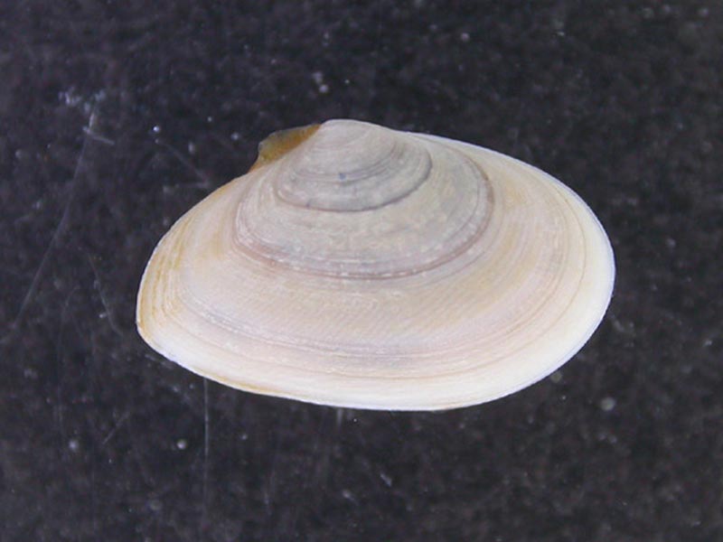 Fabulina fabula.