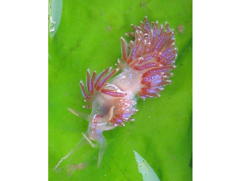Facelina auriculata on Ulva lactuca.
