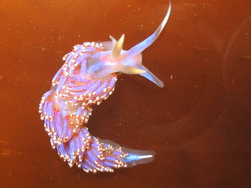 Facelina auriculata.