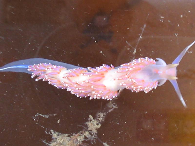 Facelina auriculata at Mayflower Marina.