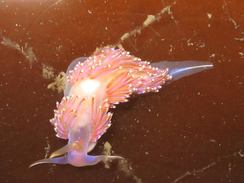 A Facelina auriculata with long oral tentacles.