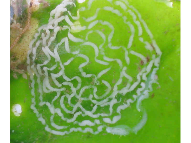Spawn of Facelina auriculata.