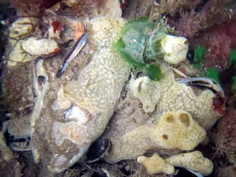 Image: The invasive sea squirt Didemnum vexillum, found on a pontoon in the River Dart.