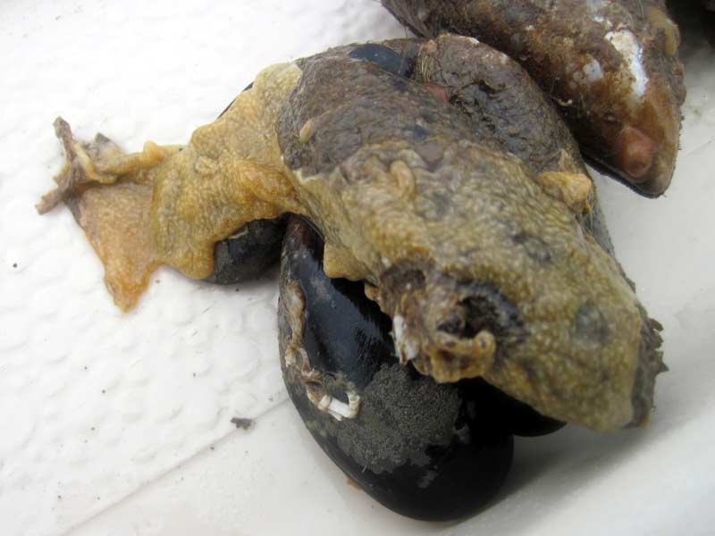 The invasive sea squirt Didemnum vexillum, found on a pontoon in the River Dart.