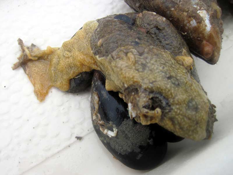 The invasive sea squirt Didemnum vexillum, found on a pontoon in the River Dart.