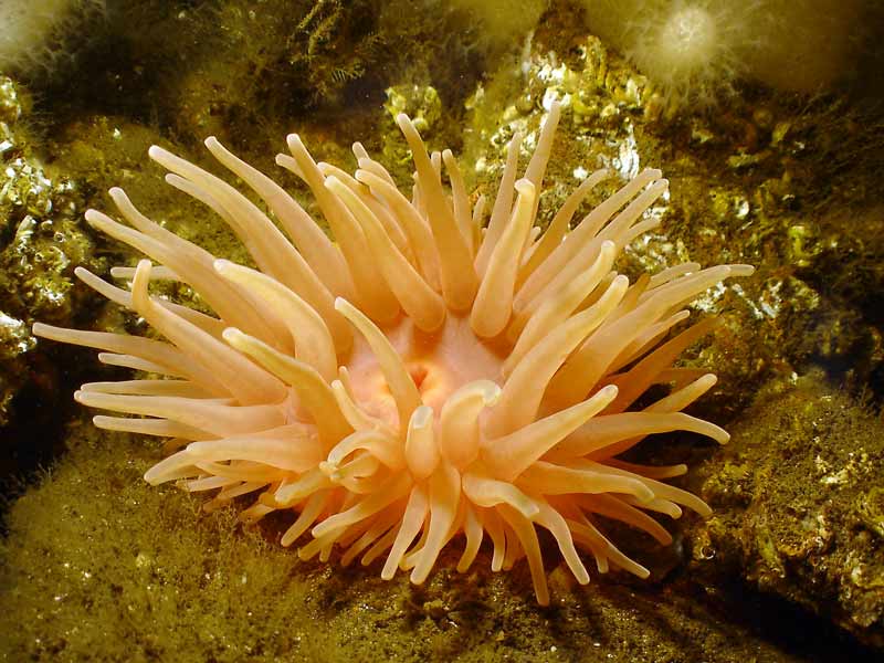 Bolocera tuediae on rocky substratum