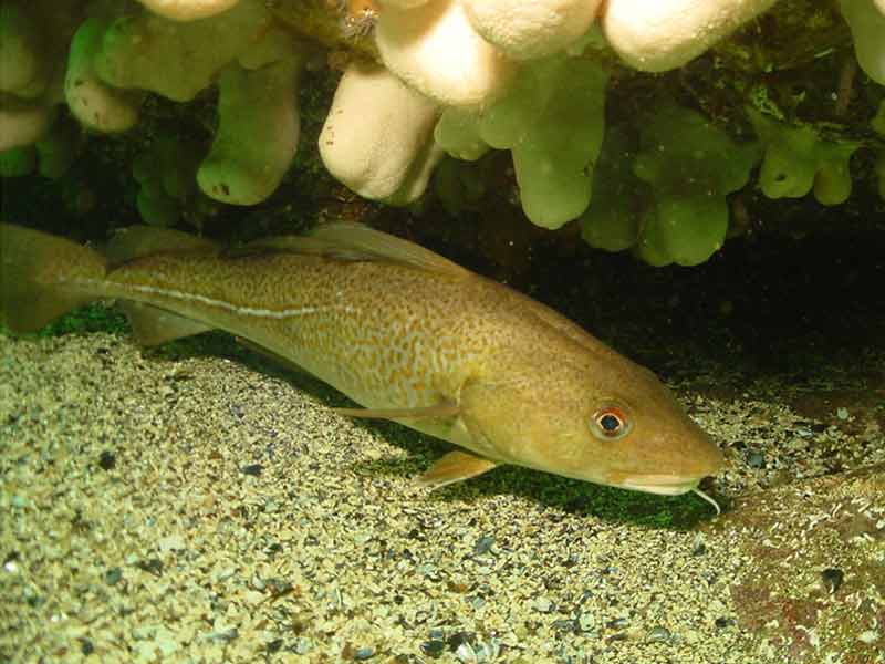 A cod in an Alcyonium digitatum roofed crevice, St Abb's.