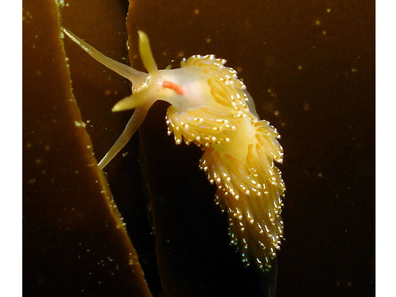 Facelina auriculata on Laminaria.