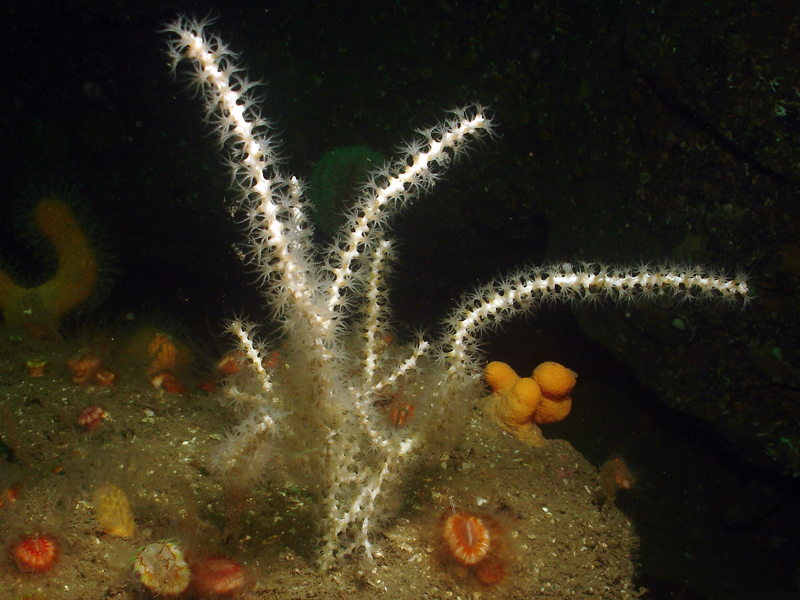 Swiftia pallida surrounded by coral polyps.