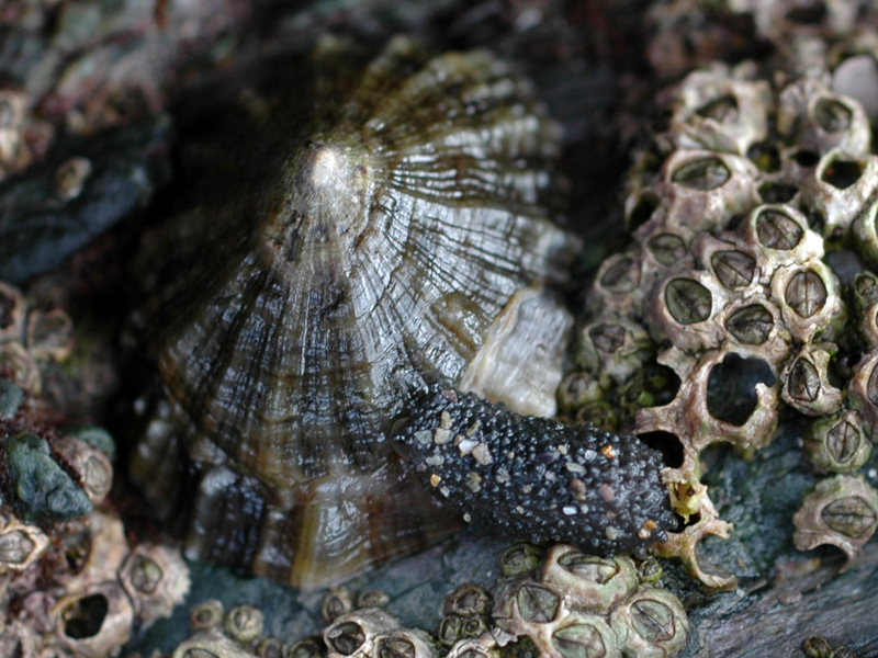 Image: Onchidella celtica besides a limpet and barnacles.