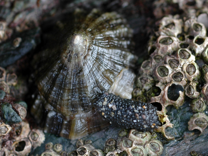 Onchidella celtica besides a limpet and barnacles.