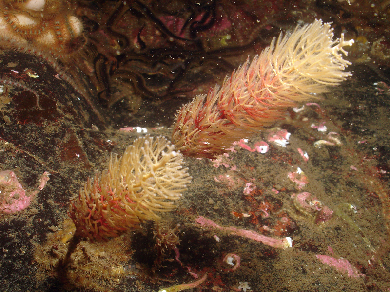 Thuiaria thuja on rocky substrate.