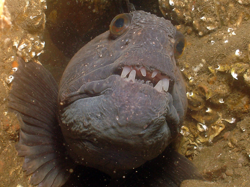 Anarhichas lupus sheltering in a cave