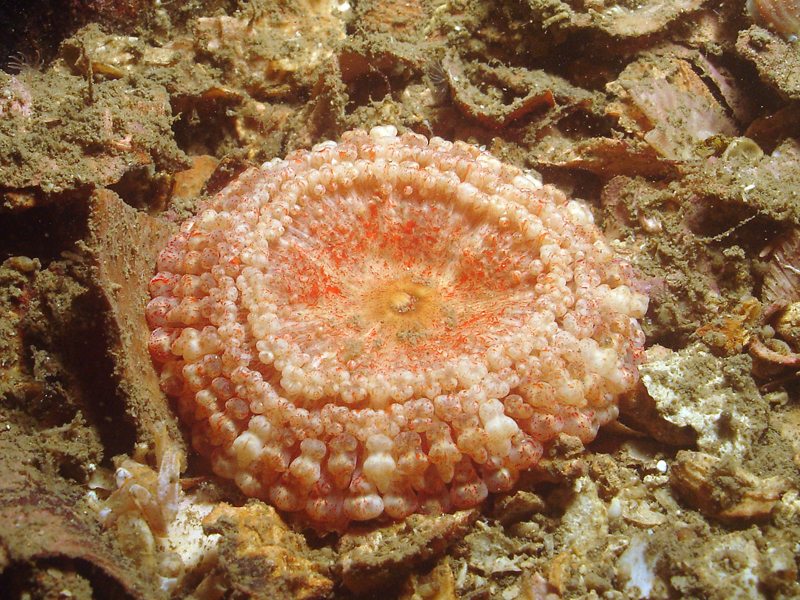Capnea sanguinea on the sea floor.