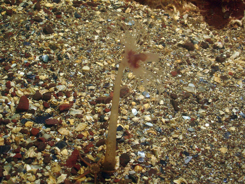 Image: Corymorpha nutans on shelly sand.
