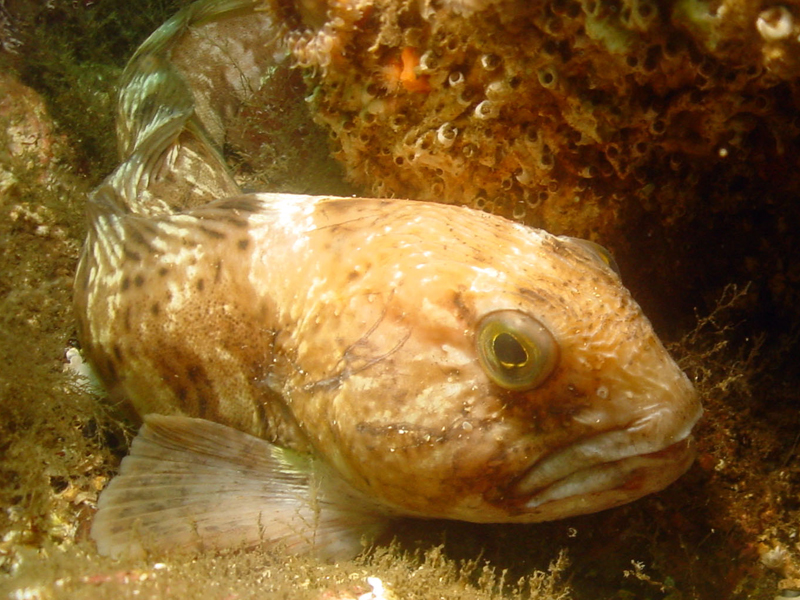 Juvenile Anarhichas lupus.