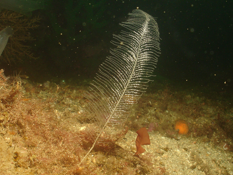 Kirchenpaueria pinnata on muddy sand.