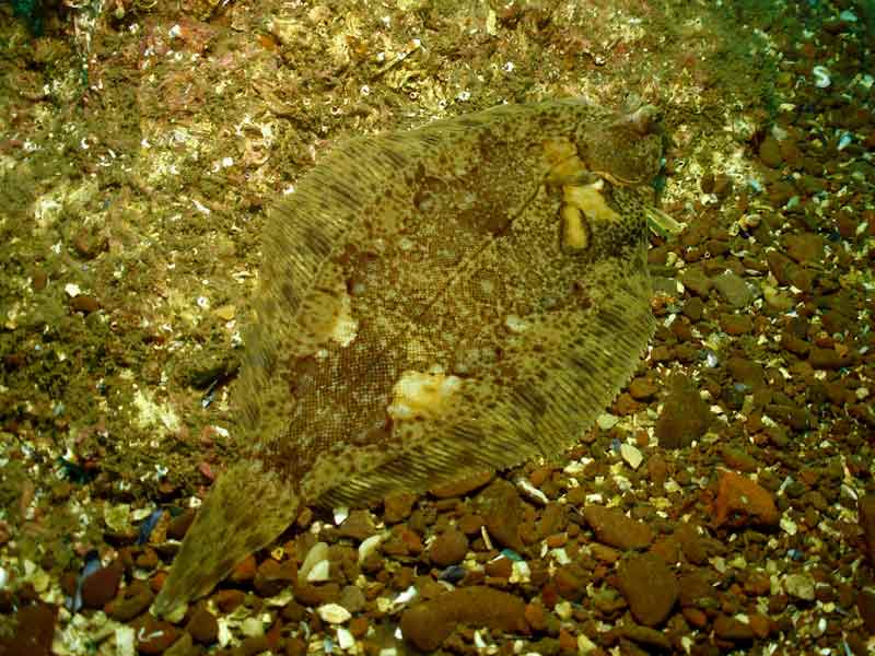A lemon sole camouflaged against the seafloor. St Abb's, Scotland.