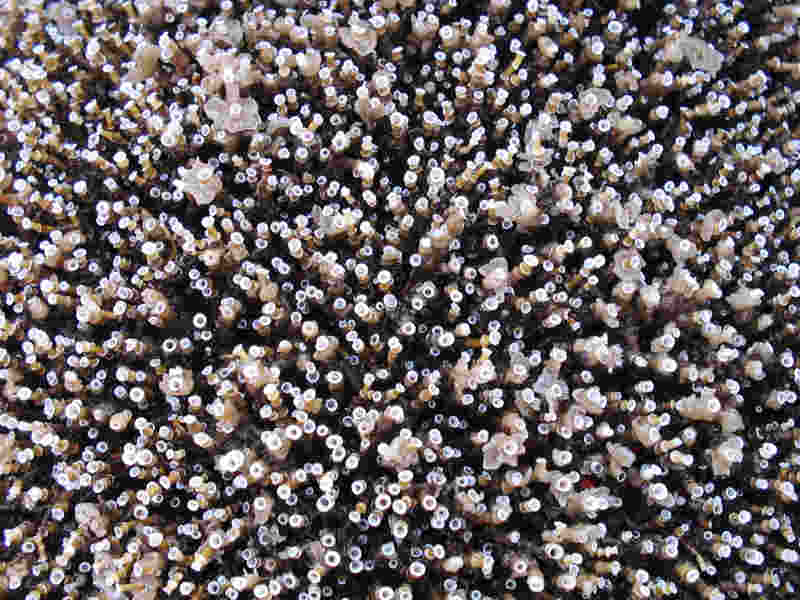 Close-up of Ficopomatus enigmaticus encrusting a marina buoy.