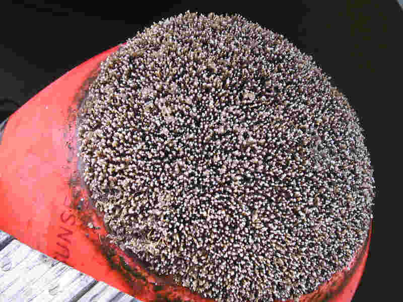 Ficopomatus enigmaticus growing on a buoy in a marina.