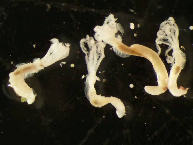 Filograna implexa individuals.