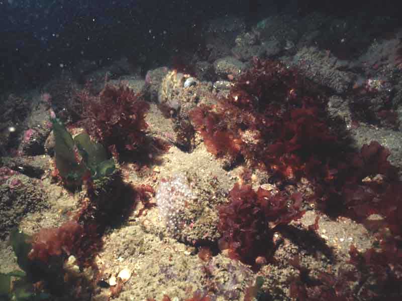 Cryptopleura ramosa and horse shoe worms on shallow boulders.