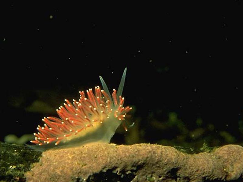 Flabellina pellucida.