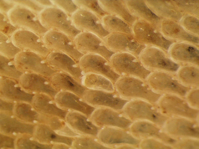 Close up of Flustra foliacea zooids.