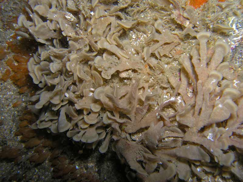 Flustra foliacea off Salcombe.