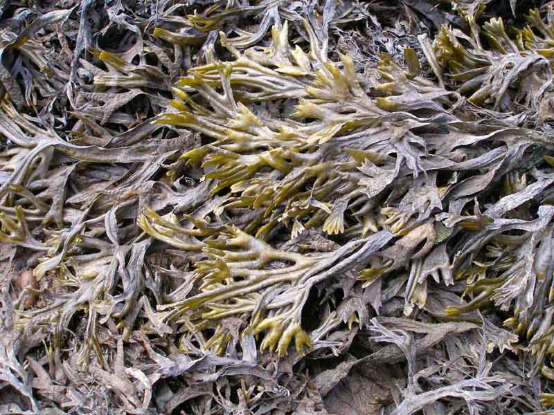 Fucus ceranoides.