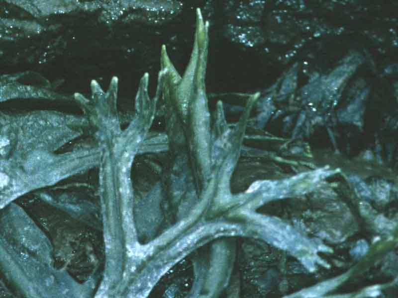 Detail of frond of Fucus ceranoides.