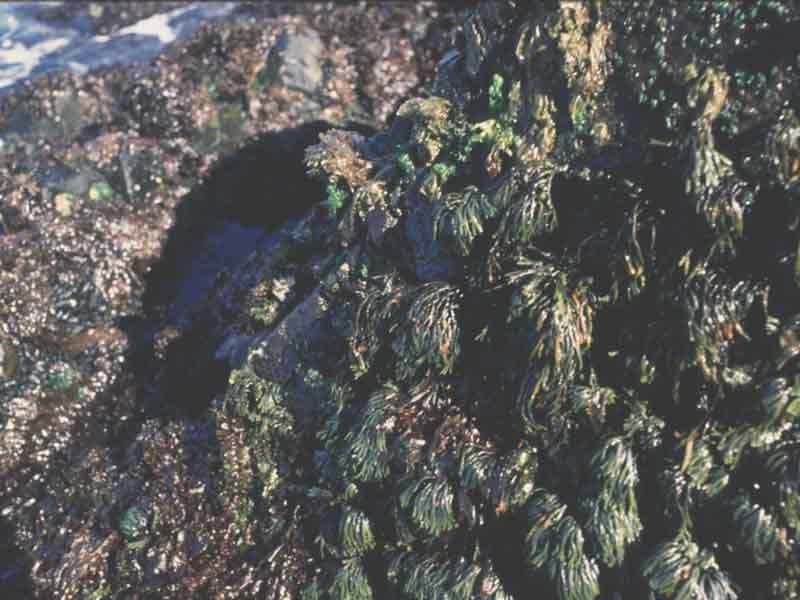 Image: Fucus distichus on rocky shore.