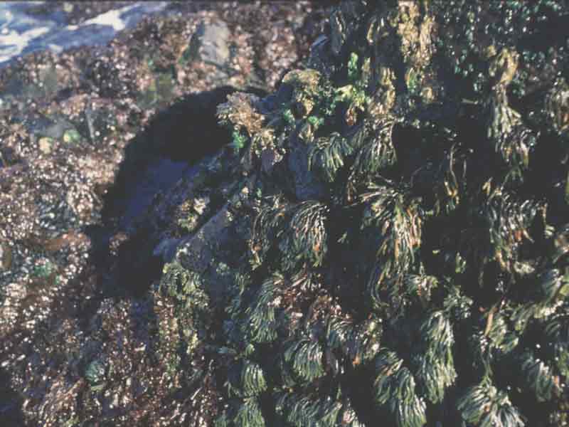 Fucus distichus on rocky shore.