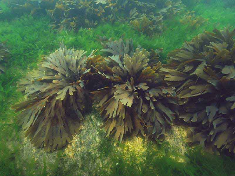 Stand of Fucus serratus at Bovisand.