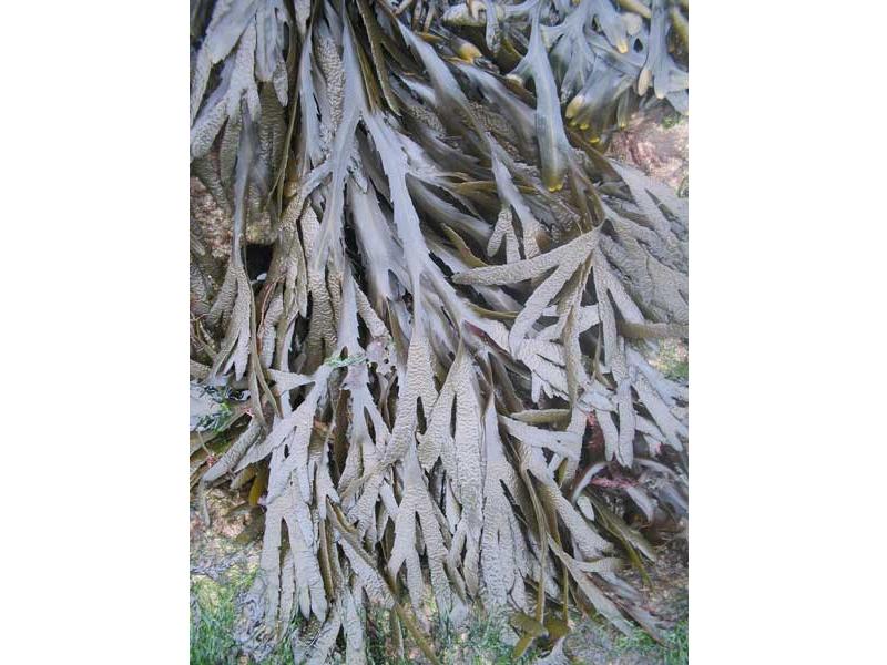 Fucus serratus patch on a rocky shore.