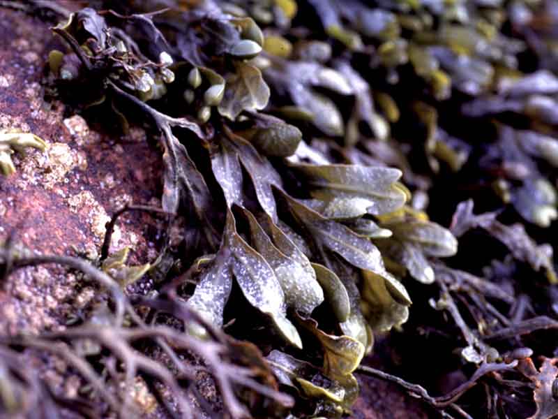 Detail of Fucus spiralis fronds.