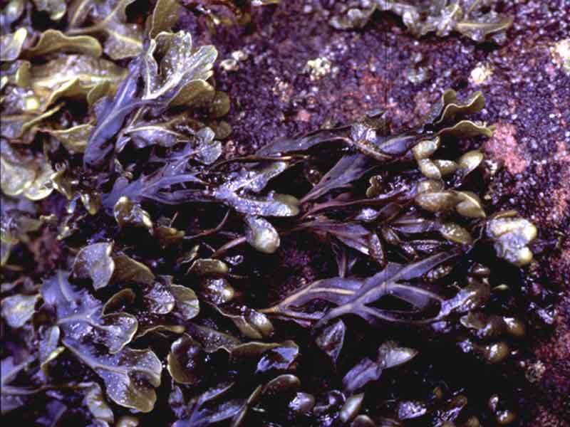 Fucus spiralis on rock.