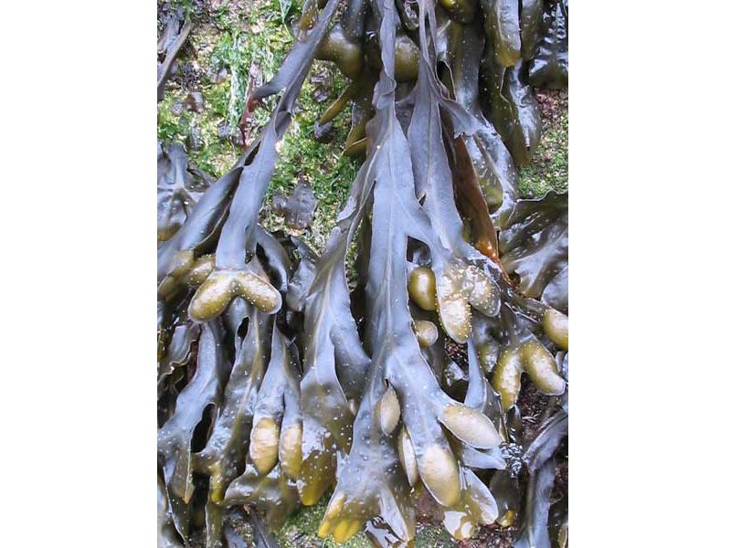 Drooping Fucus spiralis on a rocky shore.