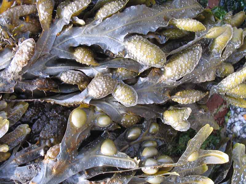 Close up view of Fucus spiralis.