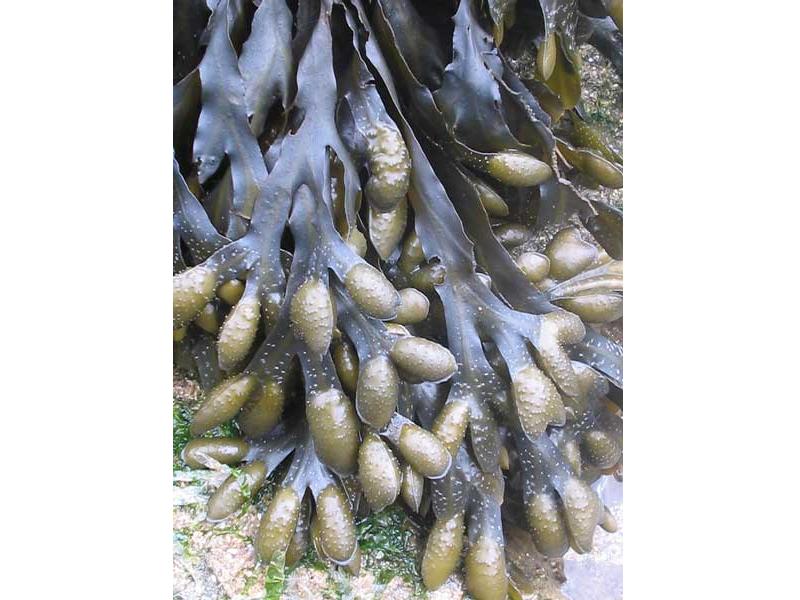 Bulbous sacs of Fucus spiralis.