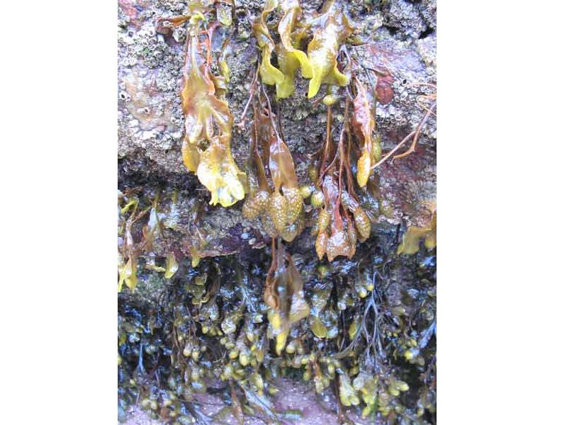 Small Fucus spiralis specimens hanging under a boulder.