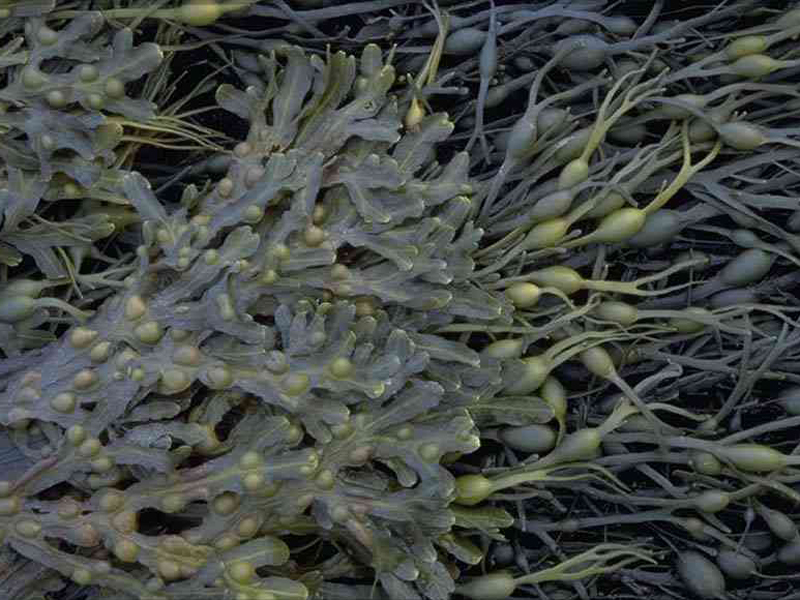 Image: Fucus vesiculosus (on left) with Ascophyllum nodosum.