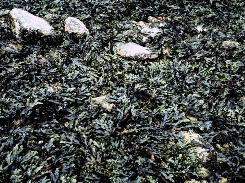 Dense Fucus vesiculosus.