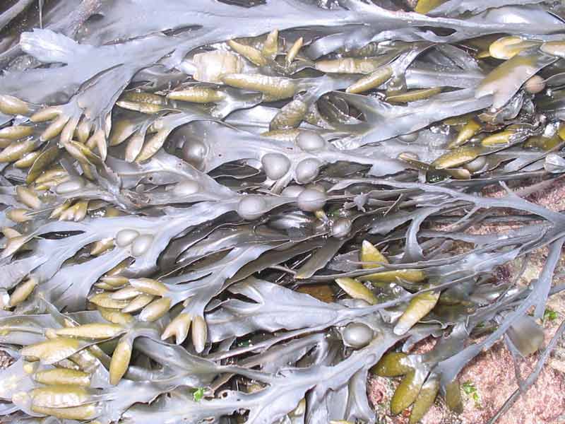 Fucus vesiculosus covering an intertidal rock.