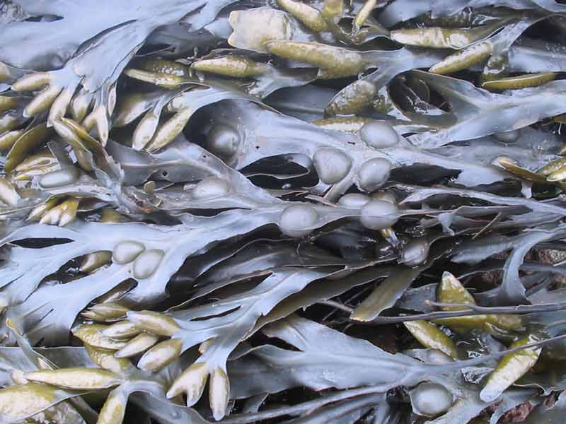 Fucus vesiculosus at low tide.