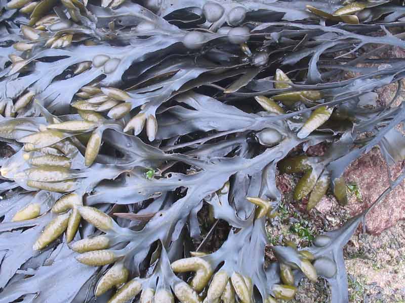 Fucus vesiculosus at low tide on a rock.