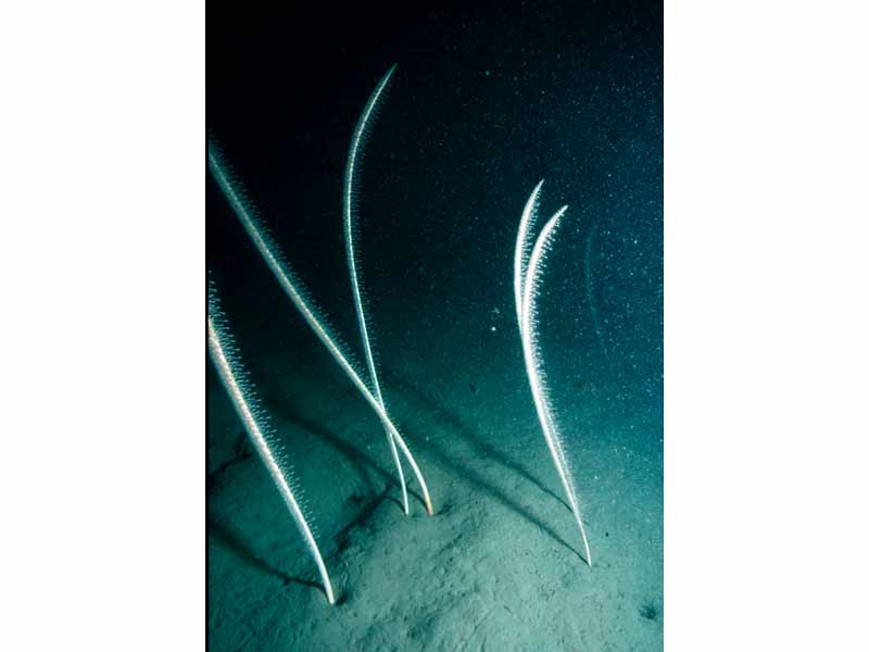  A number of Funiculina quadrangularis embedded in sediment