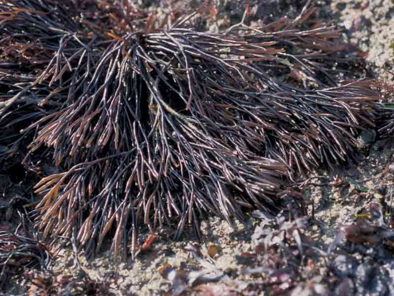 The seaweed Furcellaria lumbricalis, plant with fertile branches.